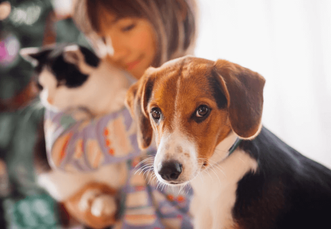 assicurazione cane e gatto
